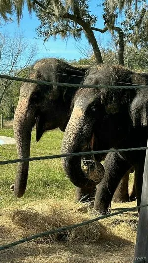 Brandilovefreee OnlyFans Leaked Free Thumbnail Picture - #v0321lMaMe