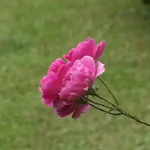 Brasileirinhas OnlyFans Leaked Free Thumbnail Picture - #40TP376p4m