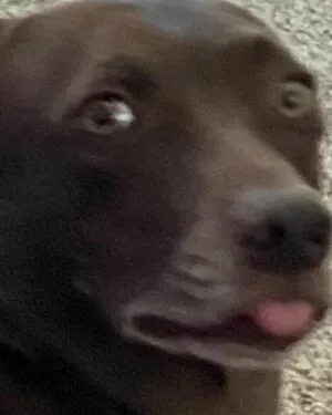 Brie Nightwood OnlyFans Leaked Free Thumbnail Picture - #Oat87mdHtR
