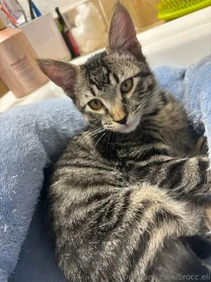 Brocc Eli OnlyFans Leaked Free Thumbnail Picture - #ShQeNqHFoi