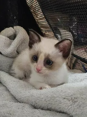 Bumblebieve OnlyFans Leaked Free Thumbnail Picture - #3jAUSuGtNy