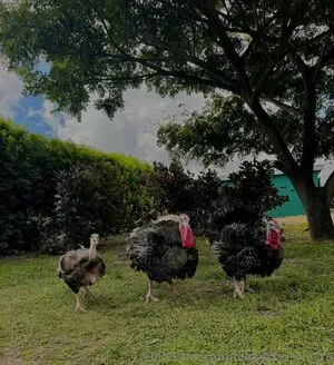 Bustypetitemyra OnlyFans Leaked Free Thumbnail Picture - #3AdcwyLO38