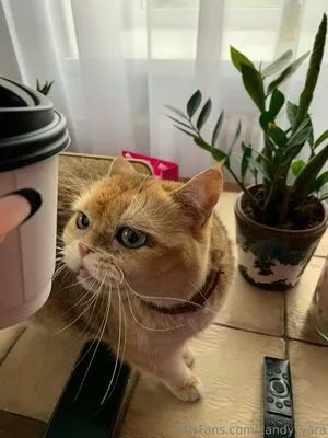 Candy Yara OnlyFans Leaked Free Thumbnail Picture - #Wqv5lvZDsu