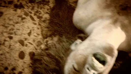 Carmen Garcia OnlyFans Leaked Free Thumbnail Picture - #8i9TC6jNP9