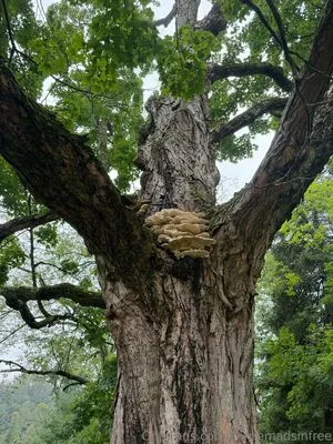 Carriemadsinfree OnlyFans Leaked Free Thumbnail Picture - #PyfJSgEf5s