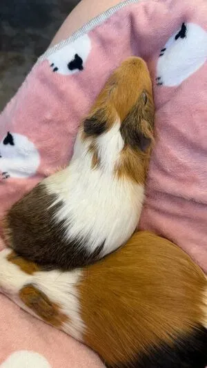 Catiescos OnlyFans Leaked Free Thumbnail Picture - #EeieZyRerV