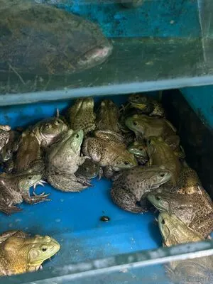 Celtysinsmore OnlyFans Leaked Free Thumbnail Picture - #mIt3Dev8vV