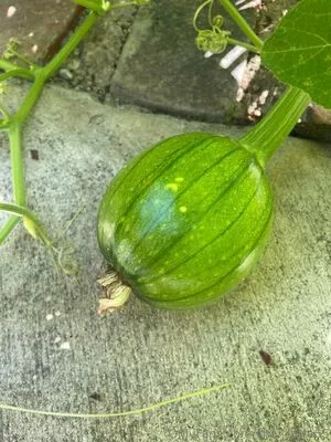 Chai Latte55 OnlyFans Leaked Free Thumbnail Picture - #RwmGehwutB