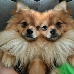 Charlie Dee OnlyFans Leaked Free Thumbnail Picture - #AF1D4iWu8x