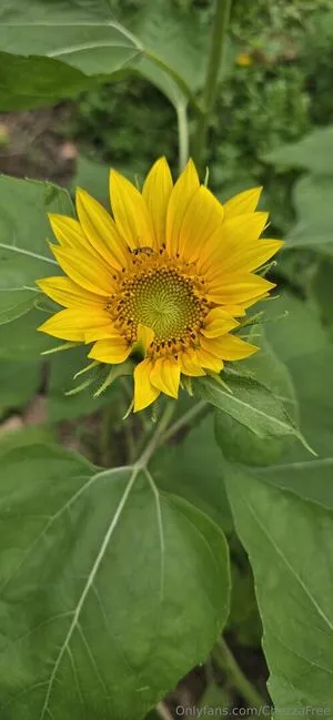 Chezzafree OnlyFans Leaked Free Thumbnail Picture - #WNnErPKkV2