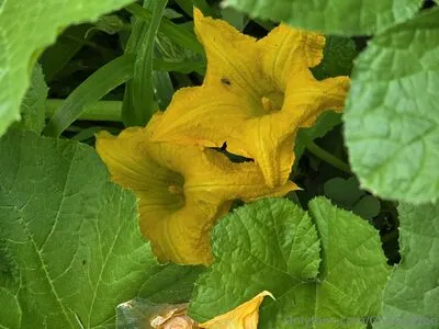 Chezzafree OnlyFans Leaked Free Thumbnail Picture - #ywfoQxoS6W