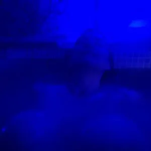 Chimeracostumes OnlyFans Leaked Free Thumbnail Picture - #qYkfPTkRqH