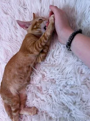 Chip256 OnlyFans Leaked Free Thumbnail Picture - #mTYvvuY35Z