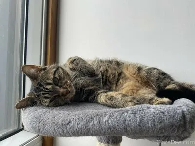 Clara Dee OnlyFans Leaked Free Thumbnail Picture - #44528vUQKm