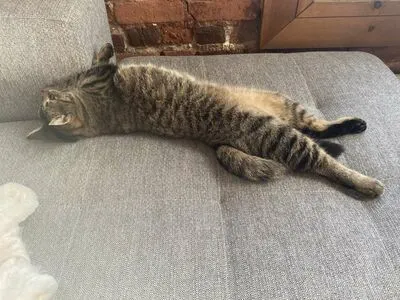 Clara Dee OnlyFans Leaked Free Thumbnail Picture - #Amjnosc0vQ