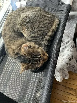 Clara Dee OnlyFans Leaked Free Thumbnail Picture - #GxwKz7pjyZ