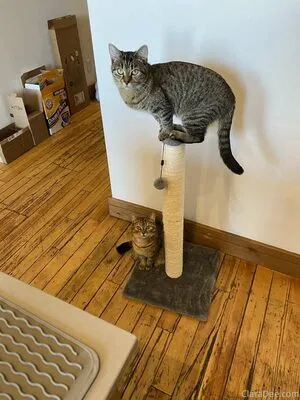 Clara Dee OnlyFans Leaked Free Thumbnail Picture - #JjL5thOEot