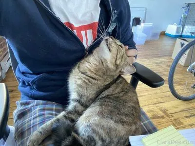 Clara Dee OnlyFans Leaked Free Thumbnail Picture - #SfRc3n7LSi