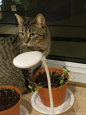 Clara Dee OnlyFans Leaked Free Thumbnail Picture - #WBgaYIYuQj