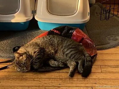 Clara Dee OnlyFans Leaked Free Thumbnail Picture - #fx4IsgAOiY