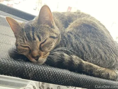 Clara Dee OnlyFans Leaked Free Thumbnail Picture - #jv3ONcxs4f