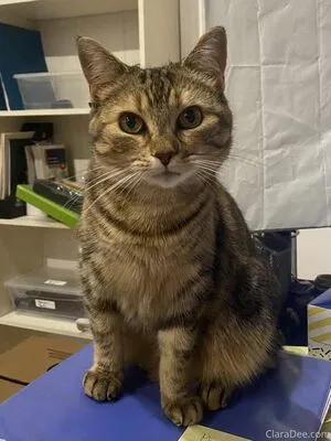 Clara Dee OnlyFans Leaked Free Thumbnail Picture - #lHVFO1I6I8