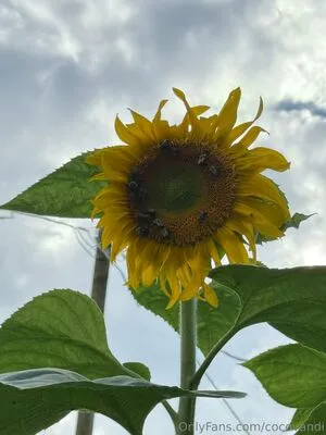 Cocovandi OnlyFans Leaked Free Thumbnail Picture - #L5pfnkL2R0