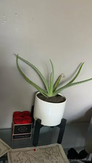 Cookiesnmillf OnlyFans Leaked Free Thumbnail Picture - #eU2EnN3stA