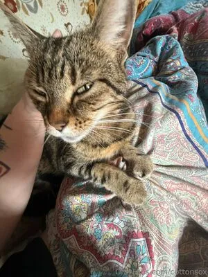 Cottonsox OnlyFans Leaked Free Thumbnail Picture - #1oDDepCY1j