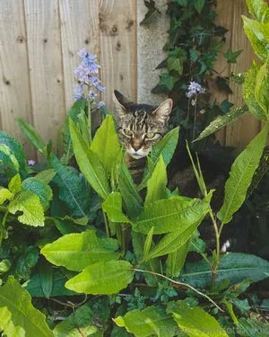 Cottonsox OnlyFans Leaked Free Thumbnail Picture - #G6HMVUI5LR