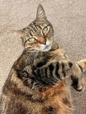 Cottonsox OnlyFans Leaked Free Thumbnail Picture - #ampnpLIUtd