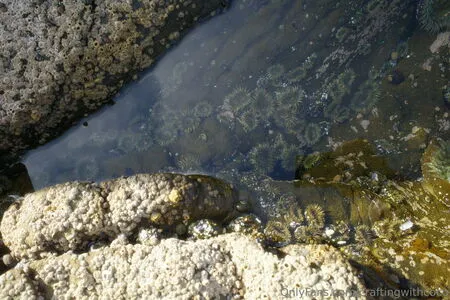 Craftingwithcoco OnlyFans Leaked Free Thumbnail Picture - #RQEJ592y22