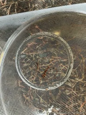 Craftingwithcoco OnlyFans Leaked Free Thumbnail Picture - #UlgEKVARvb