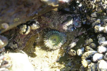 Craftingwithcoco OnlyFans Leaked Free Thumbnail Picture - #V9l43w9WBJ