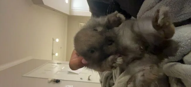 Dahnikz OnlyFans Leaked Free Thumbnail Picture - #0ypHFZ5iHF