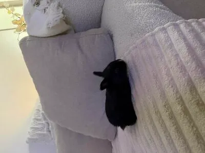 Dahnikz OnlyFans Leaked Free Thumbnail Picture - #1a64tcB4kd