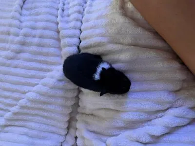 Dahnikz OnlyFans Leaked Free Thumbnail Picture - #8wx894WFVX