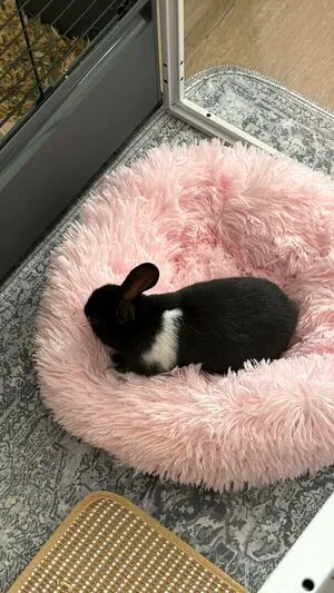 Dahnikz OnlyFans Leaked Free Thumbnail Picture - #9t9O1W0u8p