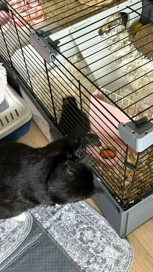 Dahnikz OnlyFans Leaked Free Thumbnail Picture - #DuvKFJEu9i