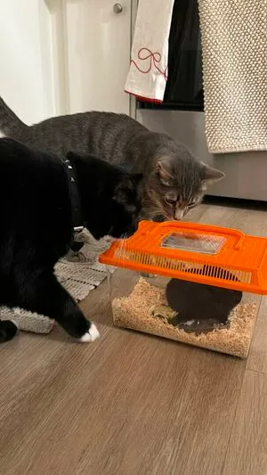 Dahnikz OnlyFans Leaked Free Thumbnail Picture - #OPGwrOFaGG