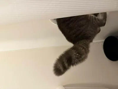 Dahnikz OnlyFans Leaked Free Thumbnail Picture - #S9lNBDFvvf