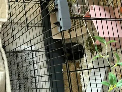 Dahnikz OnlyFans Leaked Free Thumbnail Picture - #TMFLEOuiCN