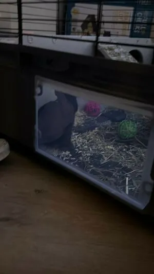 Dahnikz OnlyFans Leaked Free Thumbnail Picture - #VLxHtpjgKV