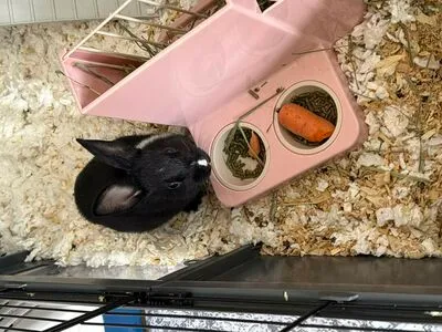 Dahnikz OnlyFans Leaked Free Thumbnail Picture - #hHUVMCJEeF