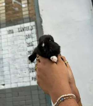 Dahnikz OnlyFans Leaked Free Thumbnail Picture - #mSyw12EA0M