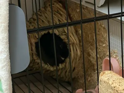 Dahnikz OnlyFans Leaked Free Thumbnail Picture - #tnKSUIGafE