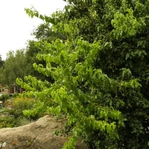 Daisy Taylor OnlyFans Leaked Free Thumbnail Picture - #cVJrNrIuGA