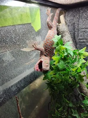 Dakotah Blue OnlyFans Leaked Free Thumbnail Picture - #A8guUhZmK1