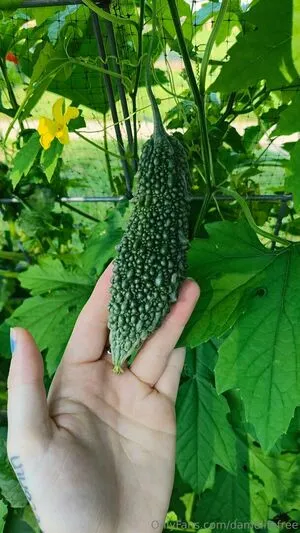 Damelifefree OnlyFans Leaked Free Thumbnail Picture - #FB9dPriyJq