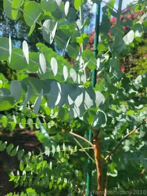 Dani OnlyFans Leaked Free Thumbnail Picture - #NWKMtPCYOf